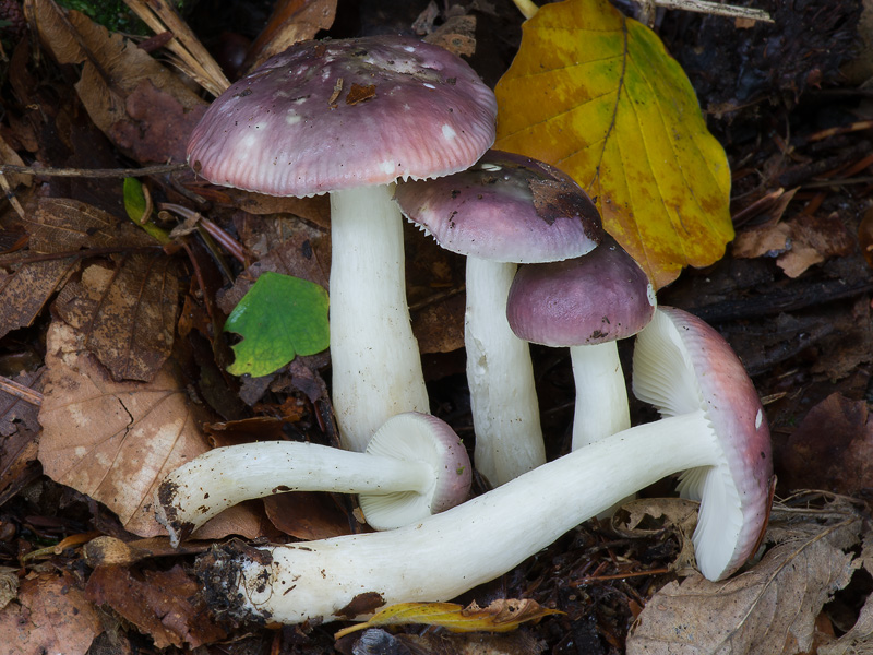 Russula cavipes